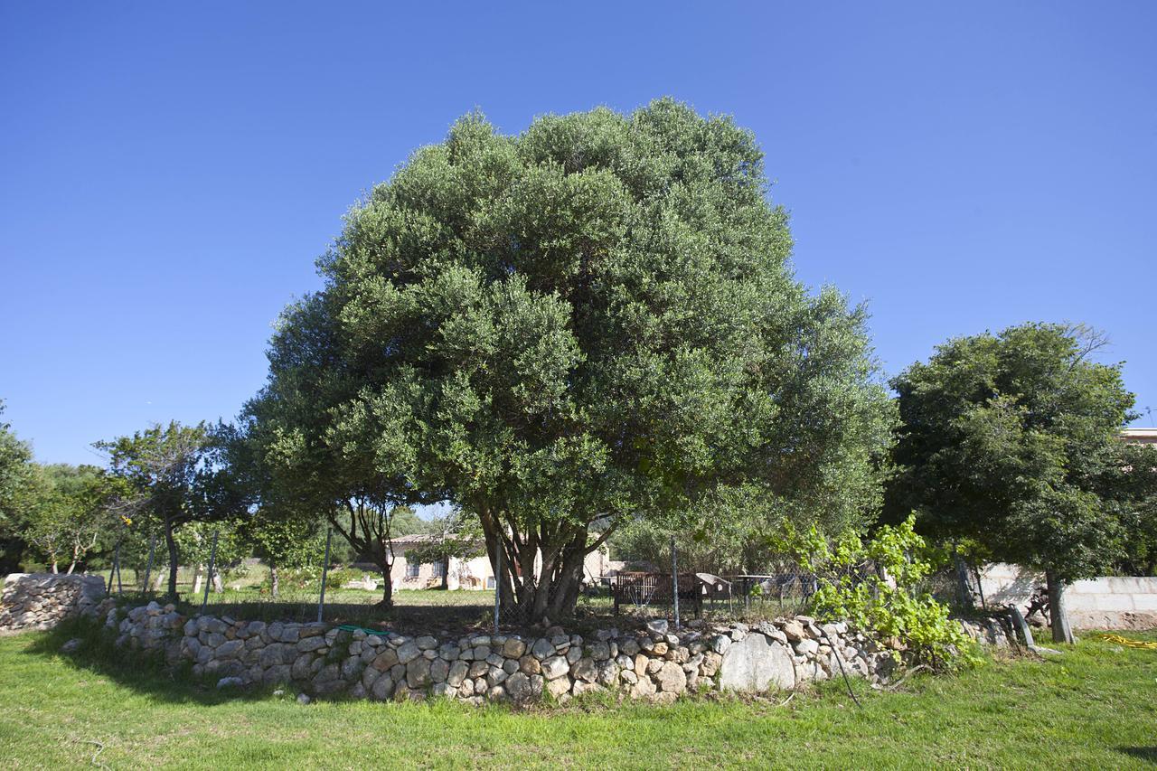 Agroturismo Finca Dalt Murada Binissalem Bagian luar foto